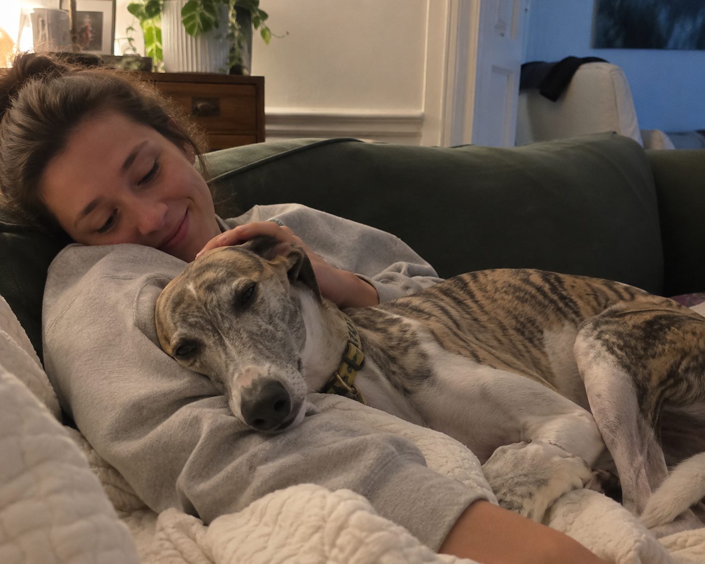 A greyhound settled and relaxed at home