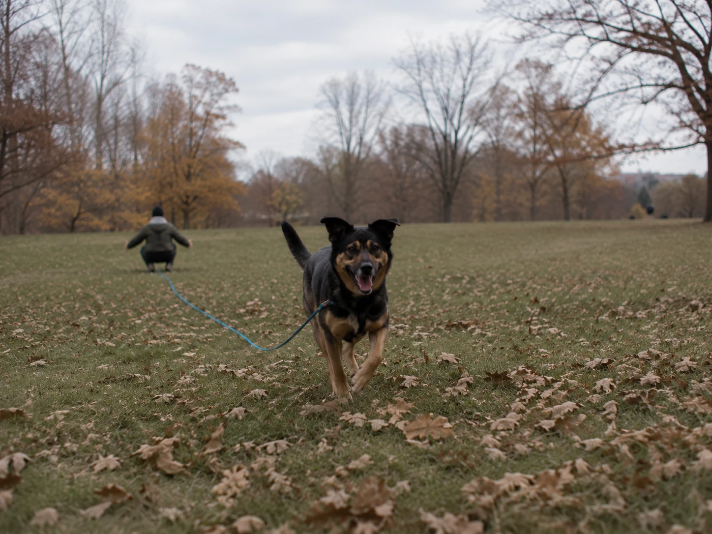 Dog practicing recall on a long line in an autumn park with the owner at a distance