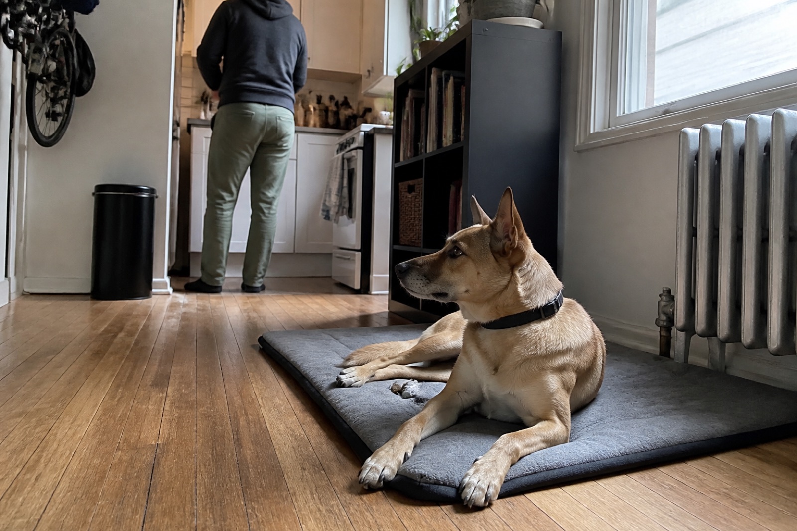 A dog lying relaxed on a mat in a Boston apartment while the household goes on around it