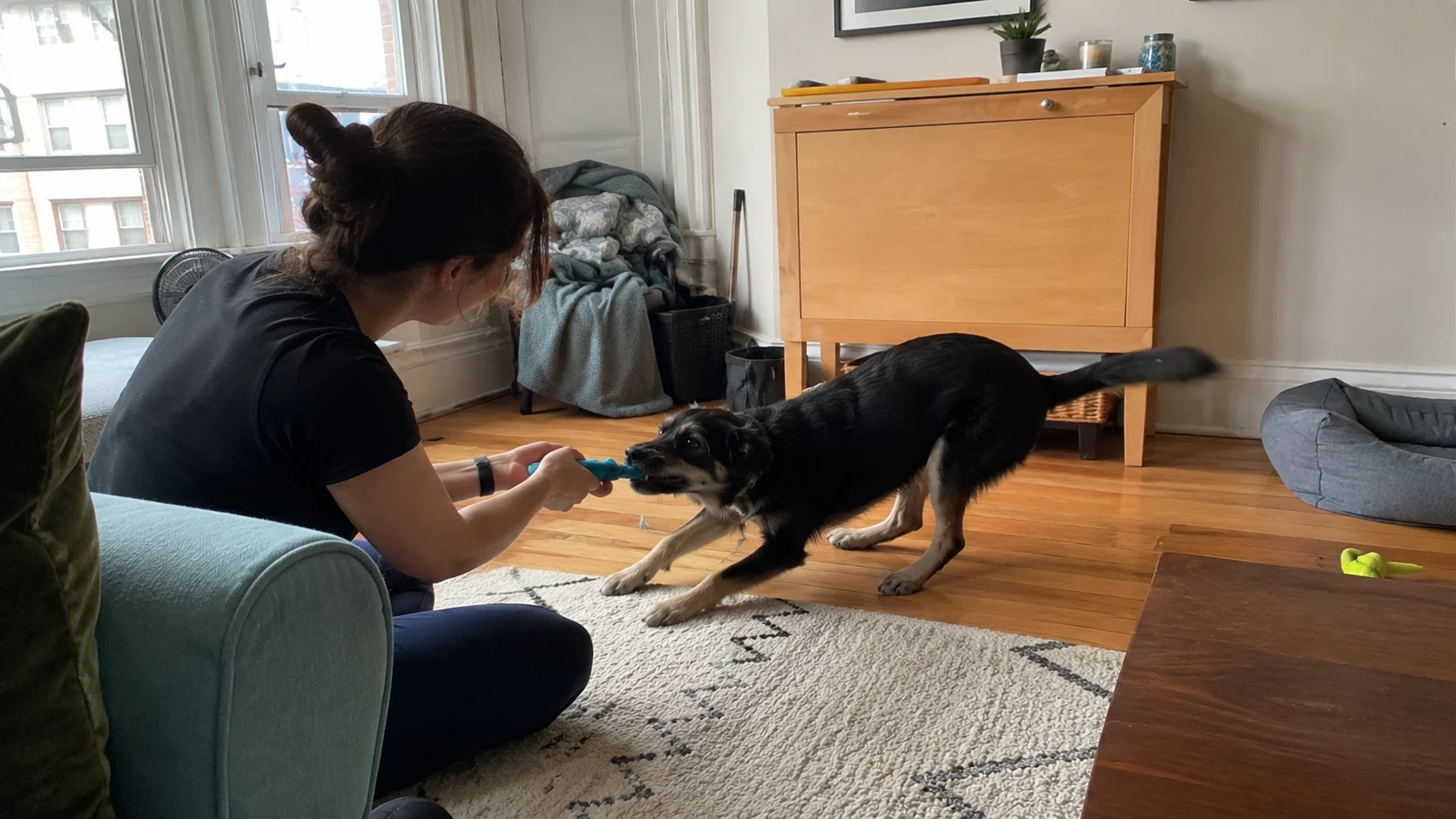 A dog fully engaged in a game of tug with its owner in the living room