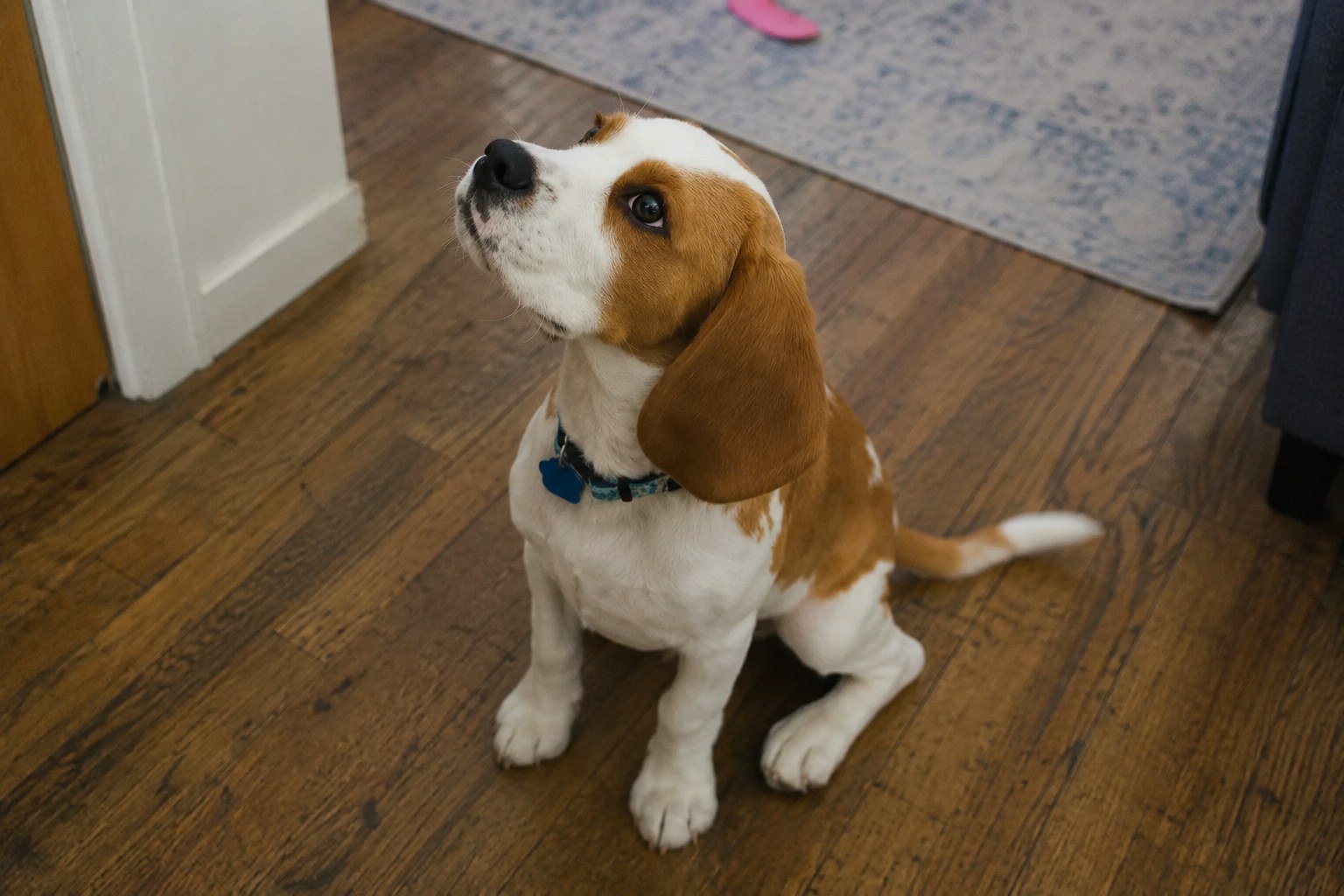 Puppy in a sit-stay looking up at a treat during an in-home training session
