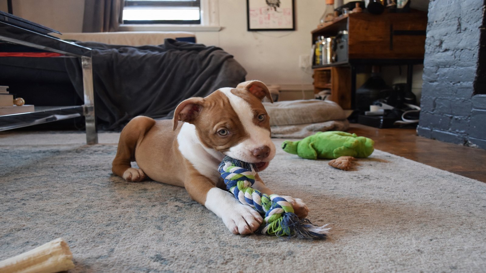 A young puppy chewing happily on a rope toy on an apartment floor