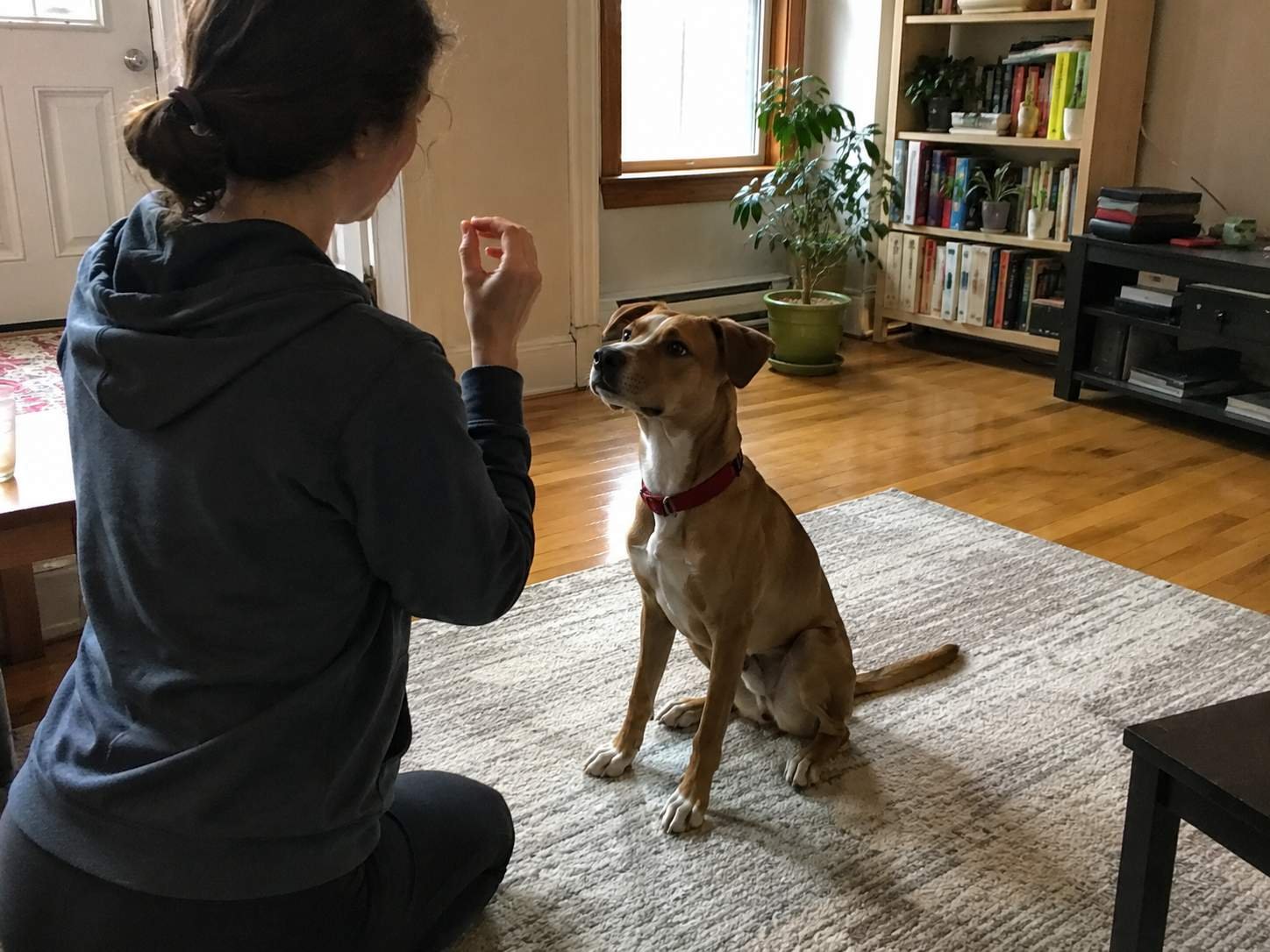 Dog holding its sit while the handler waits with the treat