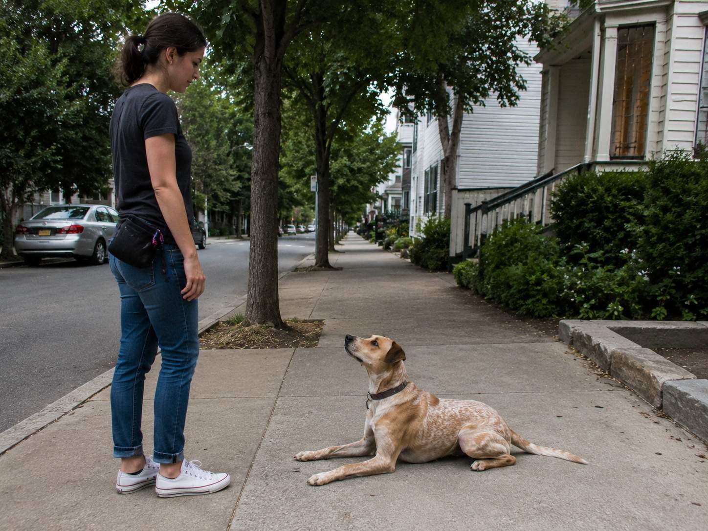 Dog holding a down-stay on the sidewalk beside its handler during repetition practice
